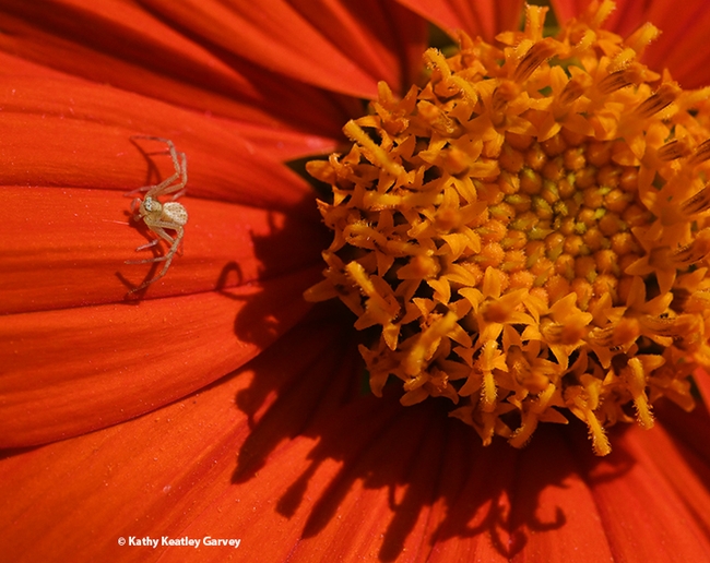 The crab spider scuttles back and forth. (Photo by Kathy Keatley Garvey)