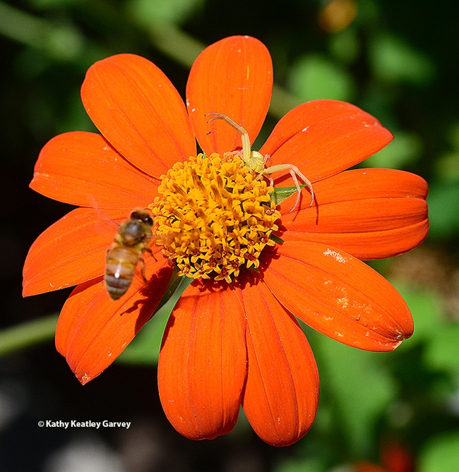 A honey bee, seeking nectar and pollen, lands on the Mexican sunflower, unaware of the predator. It quickly buzzed off. (Photo by Kathy Keatley Garvey)
