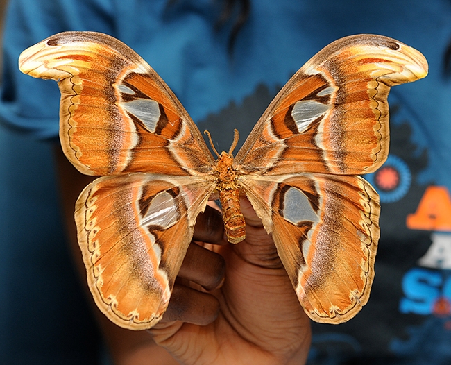 The Atlas moth, the world's largest moth. (Photo by Kathy Keatley Garvey)