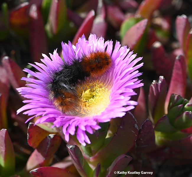A woolly bear caterpillar investigating an ice plant on Bodega Head, Sonoma County, in April 2022.(Photo by Kathy Keatley Garvey)