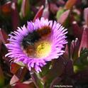 A woolly bear caterpillar investigating an ice plant on Bodega Head, Sonoma County, in April 2022.(Photo by Kathy Keatley Garvey)