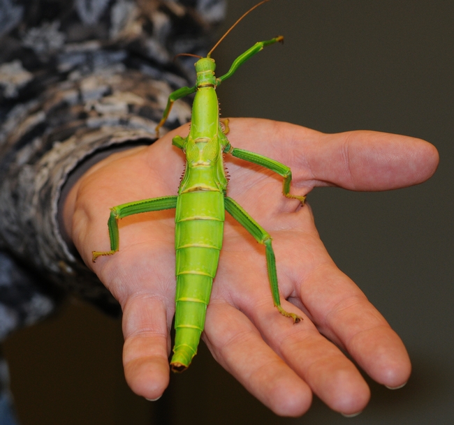 Bug in the hand is worth two in the bush? A walking stick at the Bohart Museum of Entomology. (Photo by Kathy Keatley Garvey)