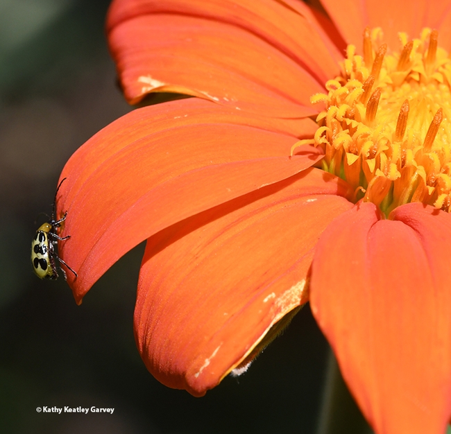 Wide angle shot of a western spotted cucumber beetle, Diabrotica undecimpunctata, chewing a hole in a petal of a Mexican sunflower, Tithonia rotundifola. (Photo by Kathy Keatley Garvey)