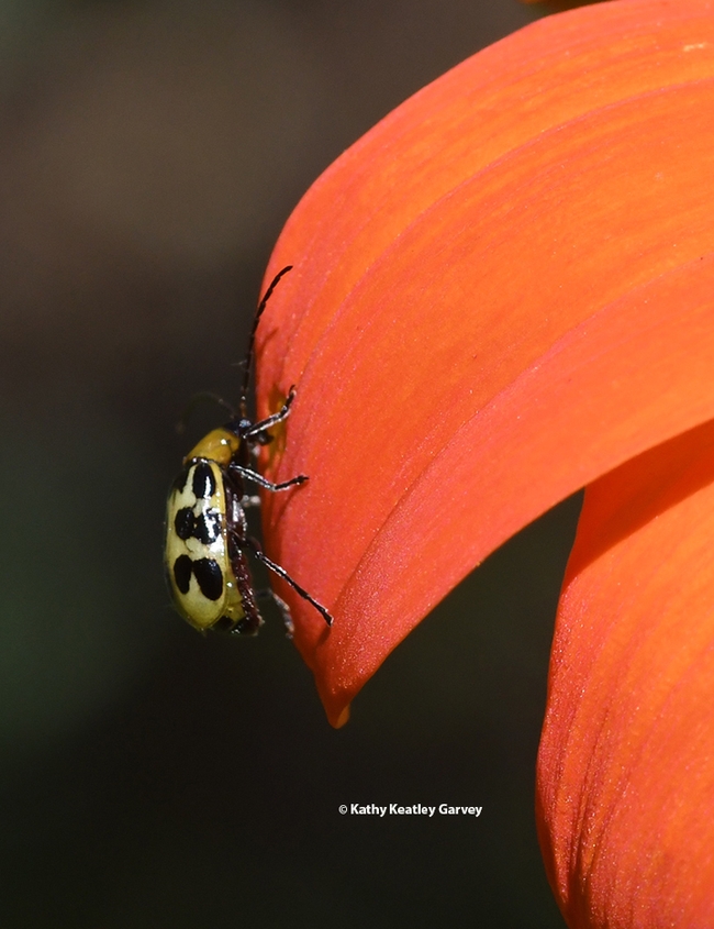 Close-up of a western spotted cucumber beetle chewing a hole in a Mexican sunflower. (Photo by Kathy Keatley Garvey)