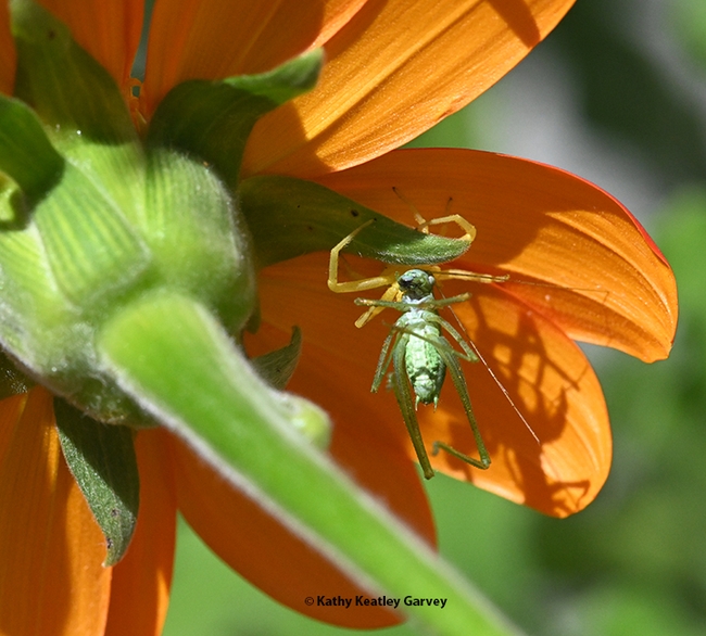 The crab spider, hidden from the world around it, consumes the katydid. (Photo by Kathy Keatley Garvey)