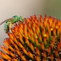 Metallic green sweat bee (Agapostemon texanus) on coneflower. (Photo by Kathy Keatley Garvey)