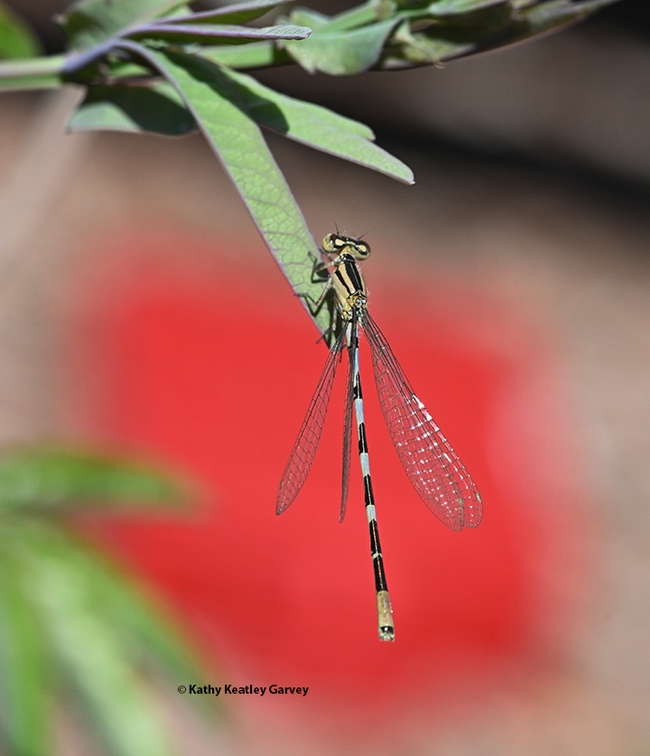 This damselfly appears framed 