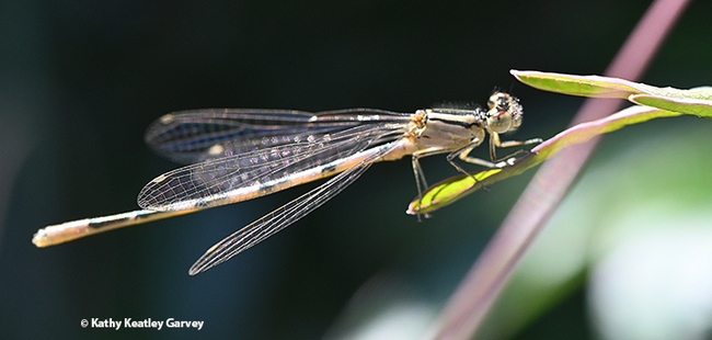 The damselfly is long and slender and is sometimes called 