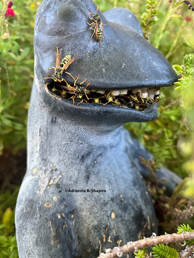 Adrienne R. Shapiro of Davis captured this image of a nesting European paper wasps in the mouth of a garden frog statue in a Davis neighborhood. (Photo courtesy of Adrienne R. Shapiro)