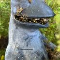 Adrienne R. Shapiro of Davis captured this image of a nesting European paper wasps in the mouth of a garden frog statue in a Davis neighborhood. (Photo courtesy of Adrienne R. Shapiro)
