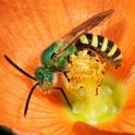 This is one of Rollin Coville's stunning photos of a male green sweat bee, Agapostemon. (Photo by Rollin Coville, used with permission),