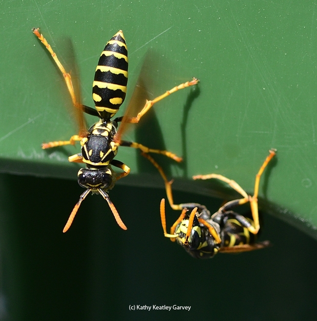 European paper wasps exiting a nest in a recycling bin at the University of California, Davis. (Photo by Kathy Keatley Garvey)