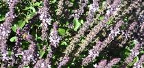 In this image, you can see two bees on the African blue basil. But can you find the praying mantis? (Photo by Kathy Keatley Garvey) for Bug Squad Blog