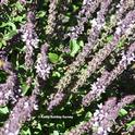 In this image, you can see two bees on the African blue basil. But can you find the praying mantis? (Photo by Kathy Keatley Garvey)