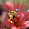A syrphid fly foraging on a tower of jewels, Echium wildpretii, in a Vacaville garden. (Photo by Kathy Keatley Garvey)