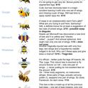 This is how Dr. Helen Taylor, conservation programme manager for the Royal Zoological Society of Scotland, described the various bee emojis.