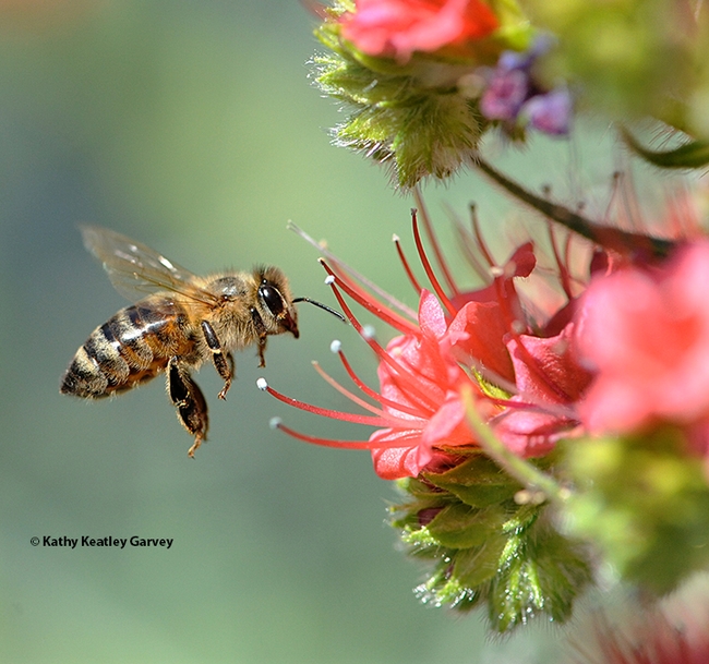 This image shows a honey bee's anatomy. The bee is heading toward a tower of jewels, Echium wildpretii. (Photo by Kathy Keatley Garvey)