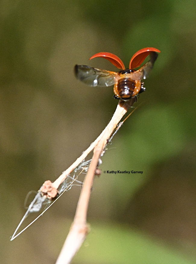 The lady beetle unfolds its wings. (Photo by Kathy Keatley Garvey)