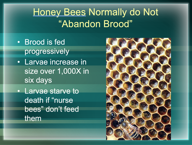 One of the slides in Eric Mussen's presentation on colony collapse disorder.