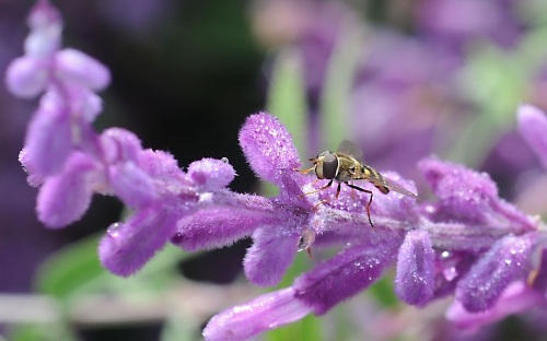 SAGE ADVICE--A syrphid fly, aka hover fly, sips water from purple sage. (Photo by Kathy Keatley Garvey)