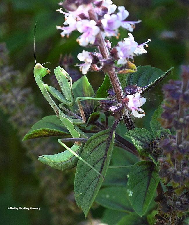 This praying mantis, a Stagmomantis limbata, hanging out in the African blue basil leaf, scouts for bees. (Photo by Kathy Keatley Garvey)