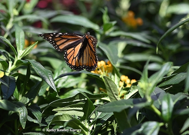 A monarch laying eggs in a Vacaville retail nursery on Sept. 4, 2019. (Photo by Kathy Keatley Garvey)