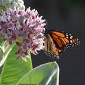 A monarch butterfly nectaring on a showy milkweed, Asclepias speciosa, in Vacaville, California in June, 2016. (Photo by Kathy Keatley Garvey)