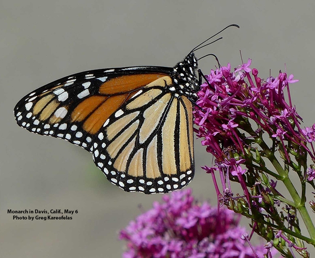 Bohart Museum of Entomology associate Greg Karoefelas took this image of a monarch in his backyard in Davis on May 6, 2022. (Photo courtesy of Greg Kareofelas)