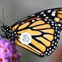 A WSU-tagged monarch. (Photo by WSU entomologist David James)