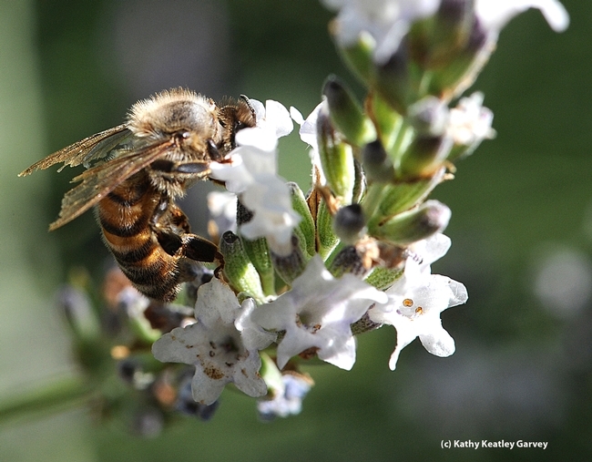 This aging worker bee is all tattered and torn. (Photo by Kathy Keatley Garvey)