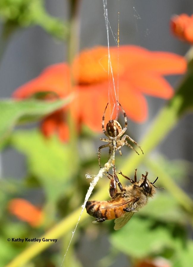 Freeloader flies invite themselves to dinner--a spider's dinner. (Photo by Kathy Keatley Garvey)