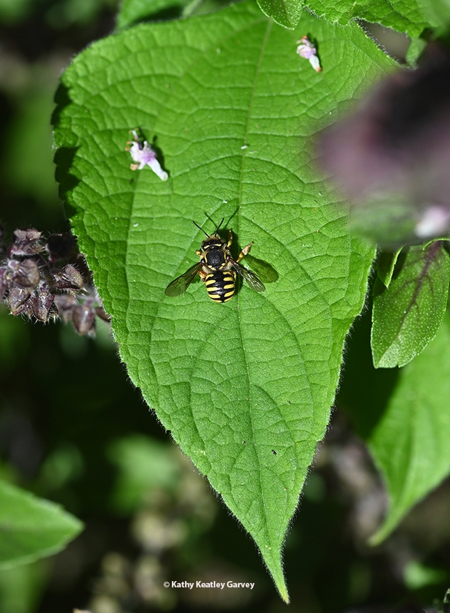 A male European wool carder bee, Anthidium manicatum, rests on an African blue basil leaf in the early morning. (Photo by Kathy Keatley Garvey)