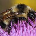Cockerell’s bumble bee. (Photo by Greg Ballmer, UC Riverside)