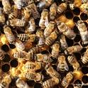Close-up of honey bees in a spring colony. (Photo by Kathy Keatley Garvey)