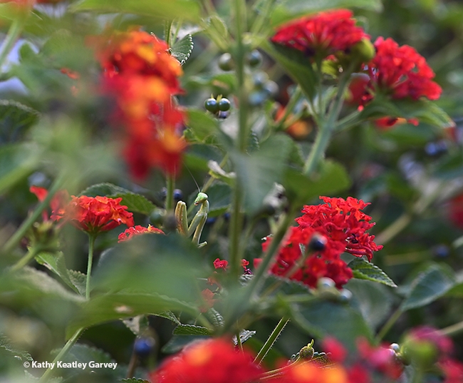 Find the praying mantis! In the flood of red and gold lantana blossoms is a gush of green: a beautiful gravid praying mantis, Stagmomantis limbata (Photo by Kathy Keatley Garvey)