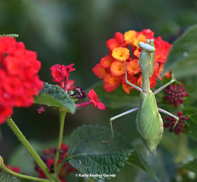 A very gravid praying mantis, Stagmomantis limbata. (Photo by Kathy Keatley Garvey)