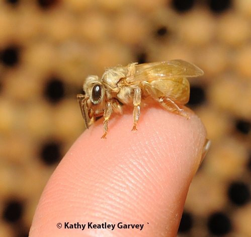 Newly emerged bee on a finger of a scientist at the Harry H. Laidlaw Jr. Honey Bee Research Facility at UC Davis. (Photo by Kathy Keatley Garvey)