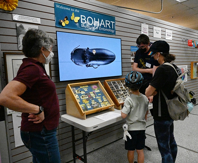 An image of an elaterid click beetle flashes on the screen as postdoctoral researcher Severyn Korneyev talks to visitors at the Bohart Museum open house. In the foreground is Lynn Kimsey, director of the Bohart Museum. (Photo by Kathy Keatley Garvey)