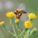 An Italian honey bee on Senecio from the Asteraceae or daisy family. (Photo by Kathy Keatley Garvey)