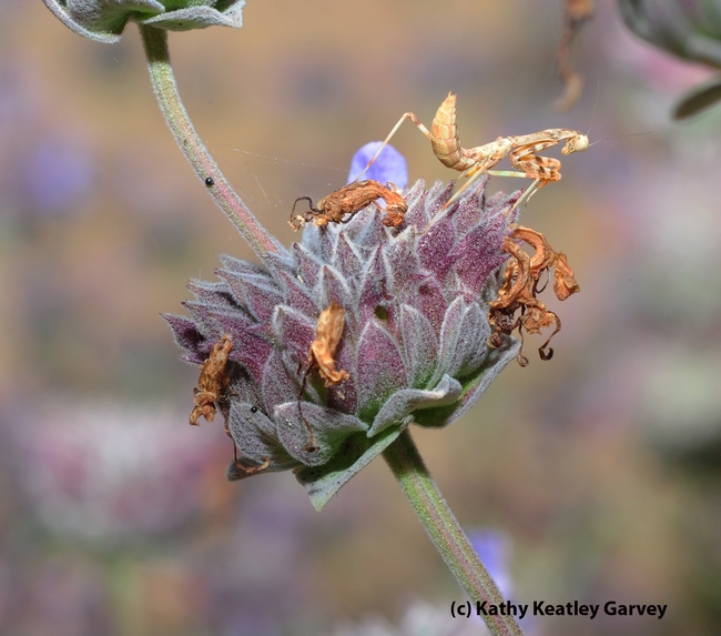 A praying mantis hanging out on a cleveland sage, Salvia clevelandii, at the UC Davis Bee Haven. (Photo by Kathy Keatley Garvey)