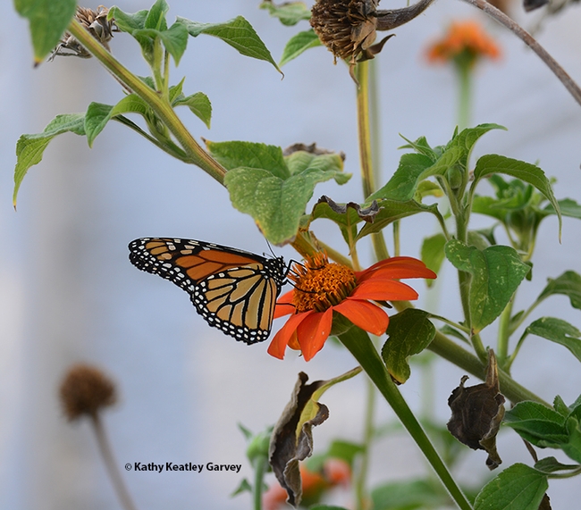 A male monarch arrives Oct. 3 to nectar Mexican sunflower, Tithonia rotundifola, in a Vacaville pollinator garden. (Photo by Kathy Keatley Garvey)