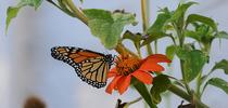 A male monarch arrives Oct. 3 to nectar Mexican sunflower, Tithonia rotundifola, in a Vacaville pollinator garden. (Photo by Kathy Keatley Garvey) for Bug Squad Blog