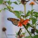 A male monarch arrives Oct. 3 to nectar Mexican sunflower, Tithonia rotundifola, in a Vacaville pollinator garden. (Photo by Kathy Keatley Garvey)