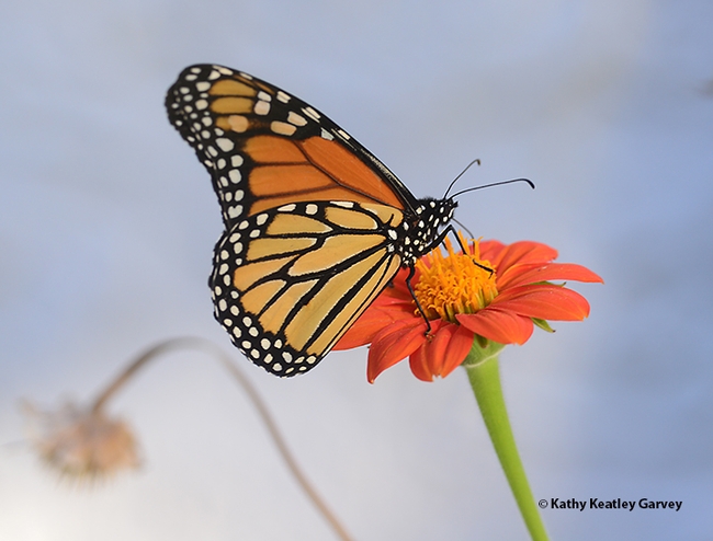 Close-up of a male monarch nectaring on Mexican sunflower, Tithonia rotundifola. (Photo by Kathy Keatley Garvey)