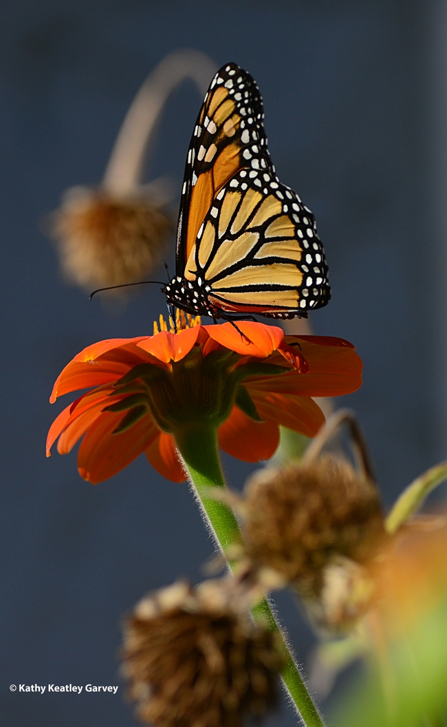 A spent blossom hangs over a male monarch that is sipping nectar from a Mexican sunflower, Tithonia rotundifola. (Photo by Kathy Keatley Garvey)