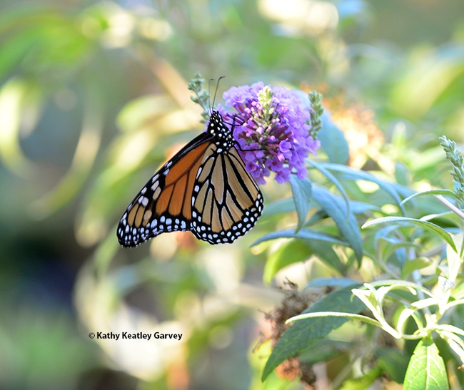 The male monarch samples nectar from a butterfly bush, Buddleia davidii. (Photo by Kathy Keatley Garvey)