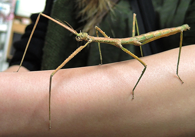 A stick insect, aka walking stick, crawls on an arm at the Bohart Museum of Entomology. Live insects are part of the museum's petting zoo. (Photo by Kathy Keatley Garvey)