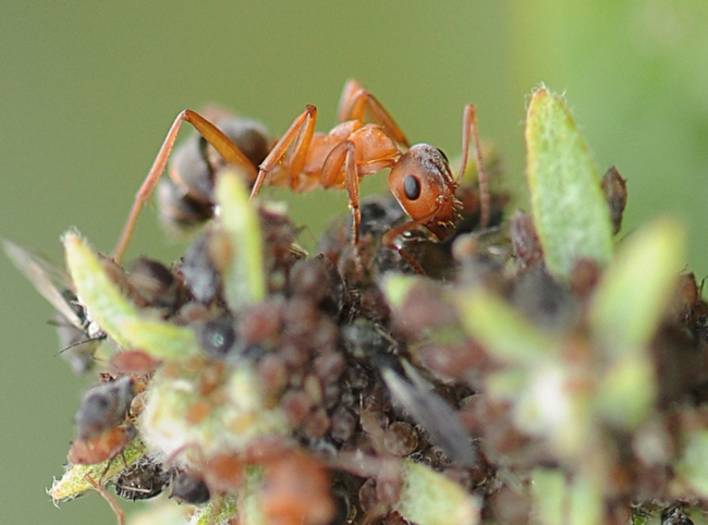 Close-up of aphids and ants at the Haagen-Dazs Honey Bee Haven at UC Davis. This is a Formica moki, a native ant. (Photo by Kathy Keatley Garvey)