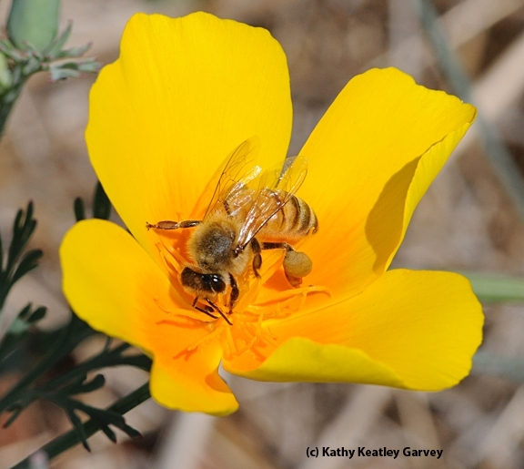 A honey bee foraging on a California golden poppy, the state flower. (Photo by Kathy Keatley Garvey)