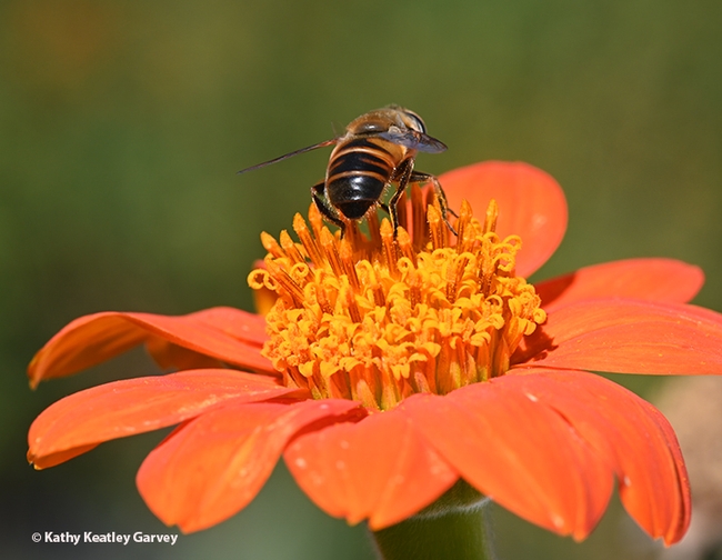 That's all, folks! A drone fly, Eristalis tenax, prepares to leave a Mexican sunflower. (Photo by Kathy Keatley Garvey)